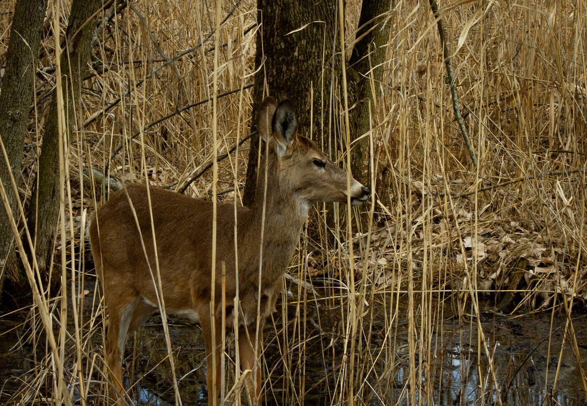 Biche Brune