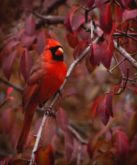 Cardinal Season